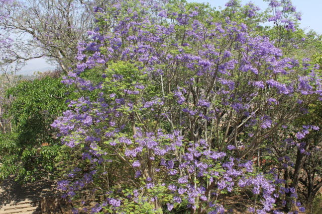 Jacarandabaum