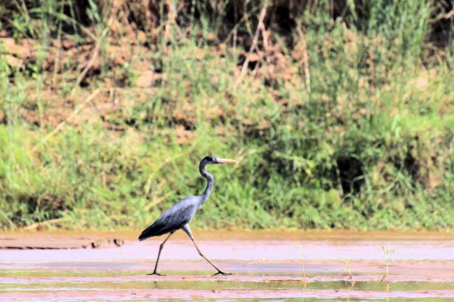 Madagaskarreiher