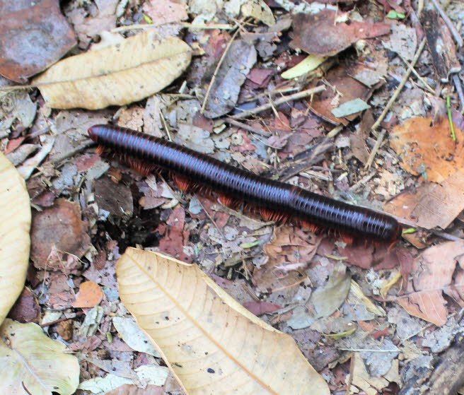 Tausendfler im Tsingy National Park